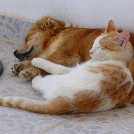 Horizon View شقة *