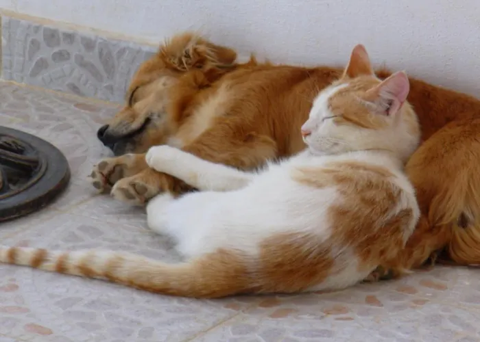 Horizon View Daire *